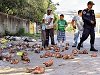 Arrojan en la calle 300 cráneos de perros y caballos (Tegucigalpa, Honduras)