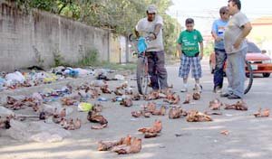 Arrojan en la calle 300 cráneos de perros y caballos (Tegucigalpa, Honduras)