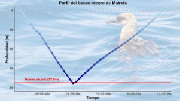 'Medalla de oro' para la pardela Maireta tras batir récord mundial de profundidad