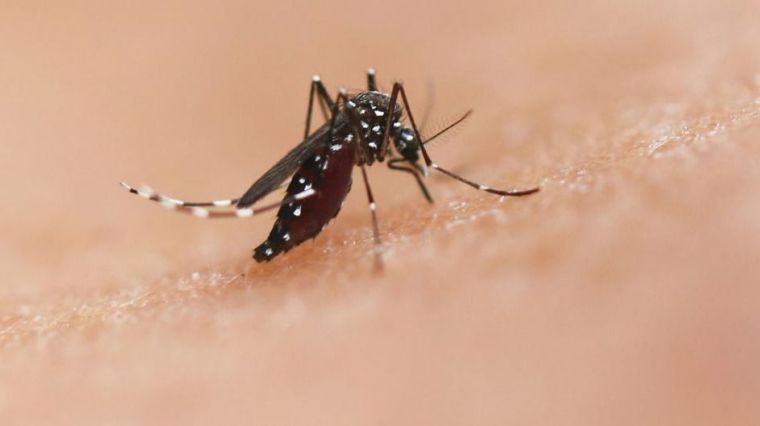 Los mosquitos causan cientos de miles muertos y enferman a cientos de millones de personas cada año