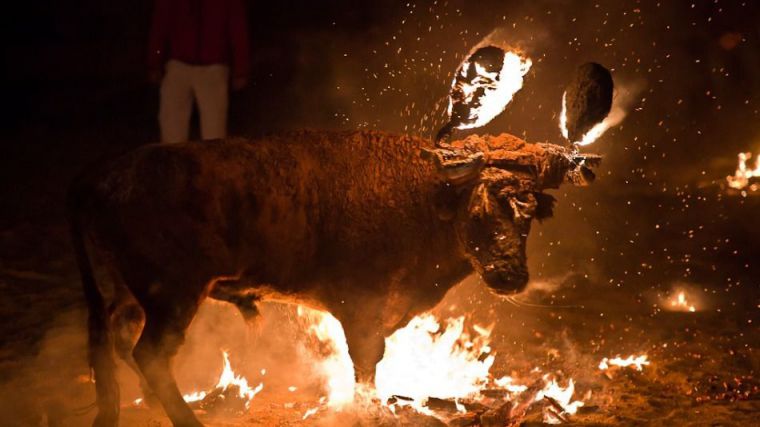 Adiós al Toro Jubilo de Medinaceli