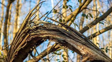 Rama de árbol cae en Tenerife y deja dos heridos